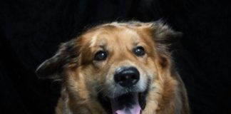 Animal Center to resume regular hours Williamson County Animal Center to Reopen