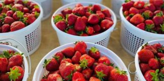 5 Local Farmer’s Markets to Check Out Nolensville Farmer's Market strawberries
